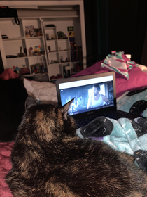 Cat is really into Ryan Reynolds