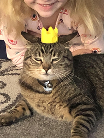 Cat is sick and tired of shenanigans