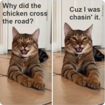 Cat jokes
