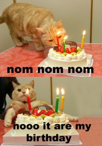 Cat just wants some cake 