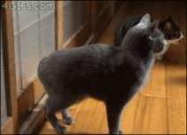Cat knocks on the door