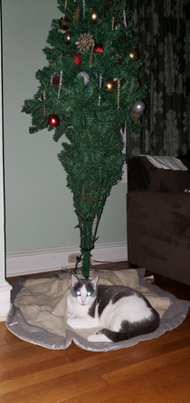Cat lady Christmas tree