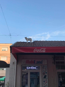 Cat life is hard being a dog