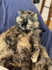 Cat looking like she just woke up from a  day bender