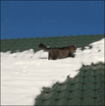 Cat loses traction