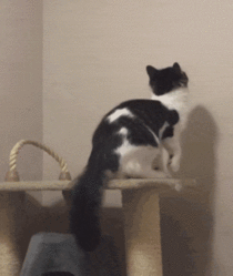 Cat makes his escape
