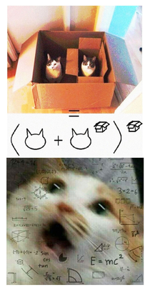 Cat maths