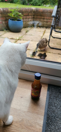Cat Meal Ticket
