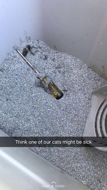 Cat might be sick