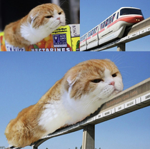 Cat on board