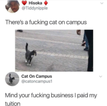 Cat on campus