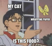 Cat owners know this all too well this time of year