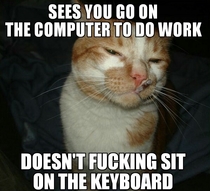 Cat owners who work or study will appreciate this