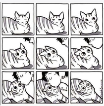 Cat owners will understand