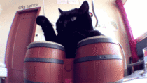 Cat playing bongos