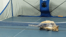 Cat playing table tennis