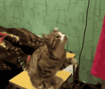 Cat politely asks to be pet