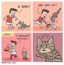 Cat problems