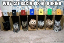 Cat Racing  to win  to place and  to cuddle after the race