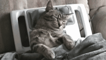 Cat relaxing