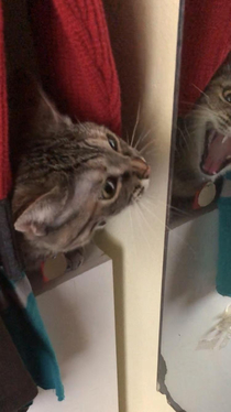 Cat right as it looks at itself in the mirror