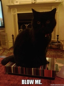 Cat sat in a tissue box
