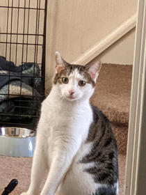 Cat saw the new puppy for the first time