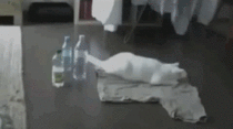 Cat scares itself with a water bottle