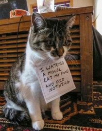 Cat shaming