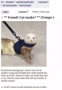 Cat snake