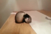 Cat snake jumps majestically through the air