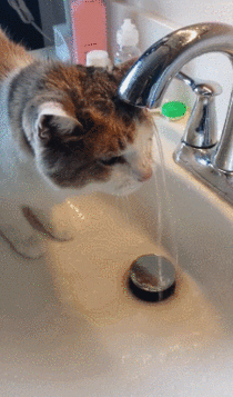 Cat struggling to drink water