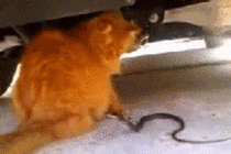 Cat tail fooling a snake