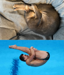 Cat taking diving lessons while sleeping