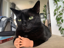 Cat  tiny rubber hands  Judgmental cat who demands an explanation