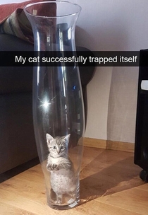 Cat trap