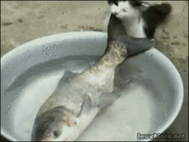 Cat trying to steal a fish