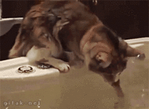 Cat vs Bathtub