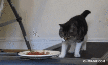 Cat vs food on a treadmill
