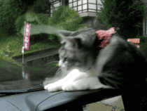 Cat vs windshield wiper