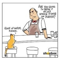 Cat walks into a bar