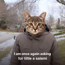 Cat want S A L A M I