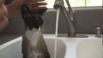 Cat wash