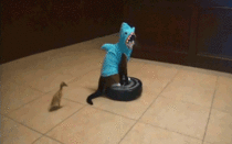 cat wearing a shark costume rides a roomba while duckling takes a dump