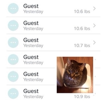 Cat weighs himself multiple times per day and fitbit records and logs it