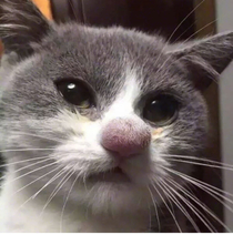 Cat who got his nose stung by a bee