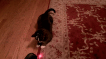 Cat with head-mounted laser pointer