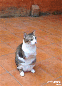 Cat with no front legs can still jump