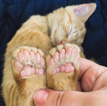 Cat with  Toes