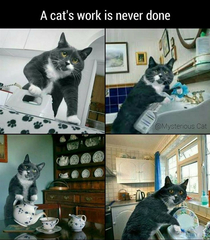 Cat-Work